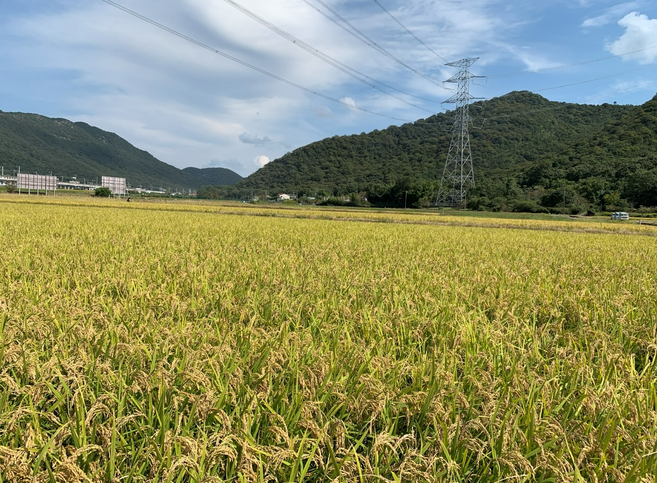 荒廃地から生まれた米を全国へ。｜おにぎり屋「穂の蔵」EC販売開始イメージ画像